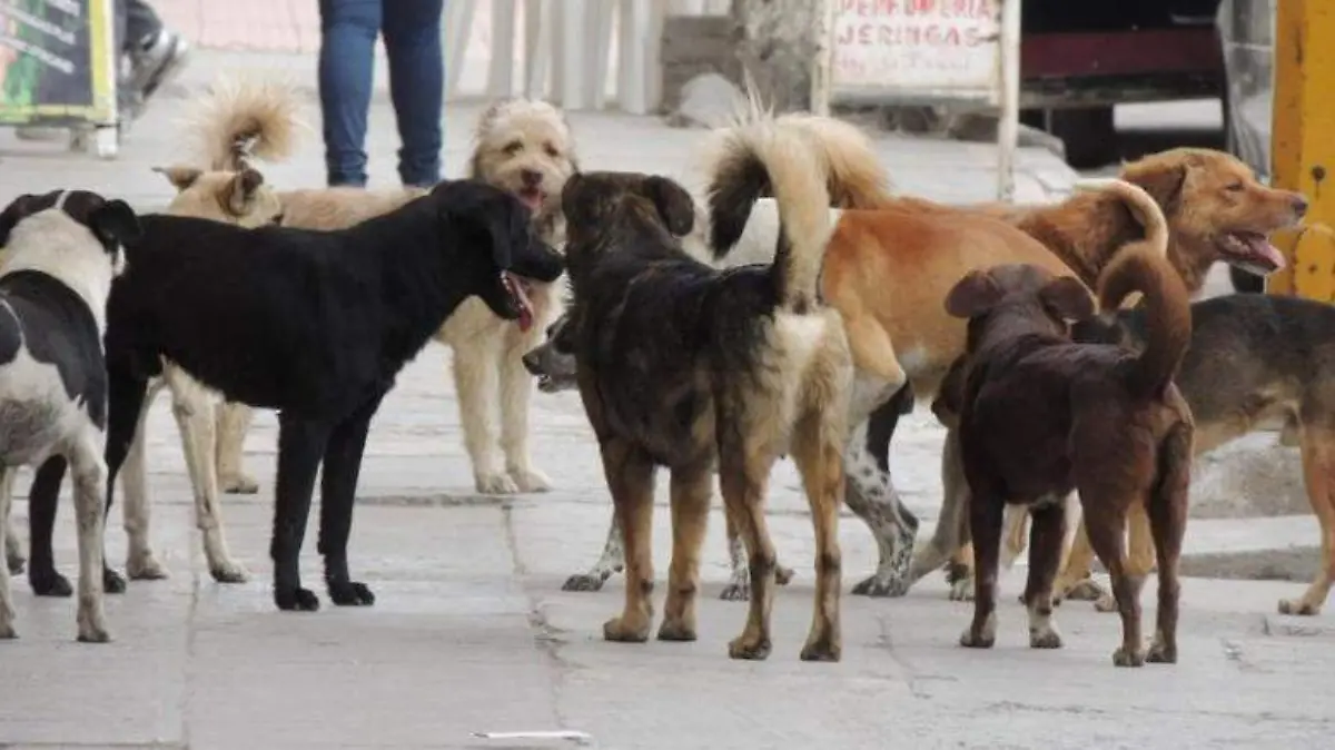 Perros callejeros